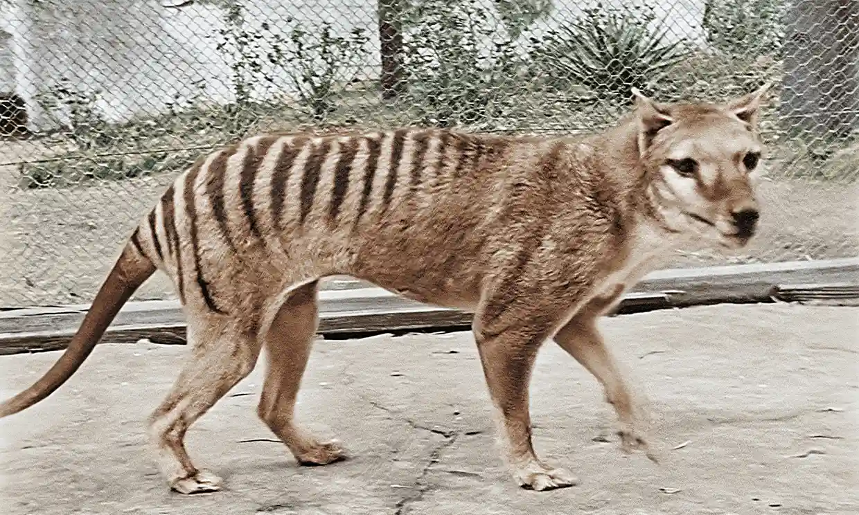 De-extinction Company to Work on Resurrecting Tasmanian Tiger