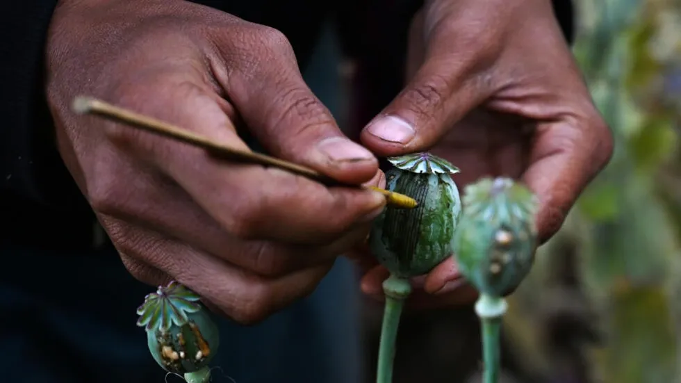 UN: Myanmar's Opium Production Surging