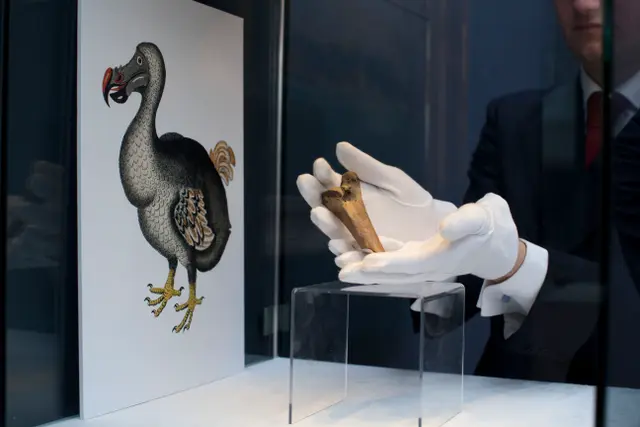 Scientists Vow to 'De-Extinct' Dodo Bird