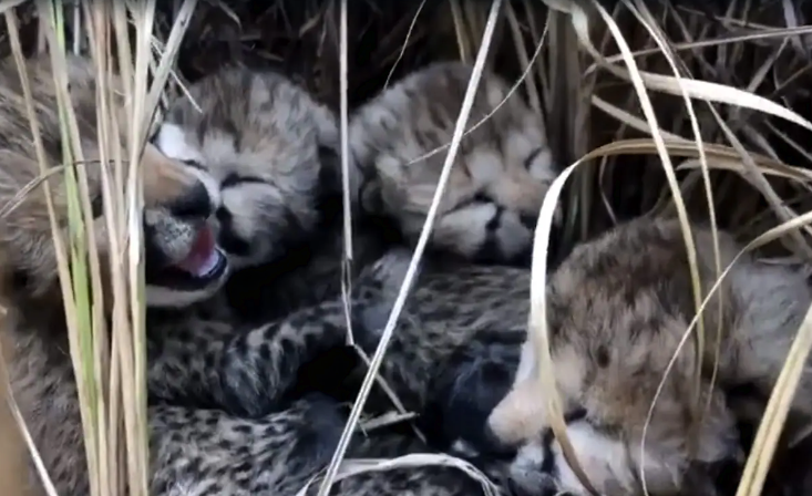 India: Four Cheetah Cubs Born 70 Years After Extinction