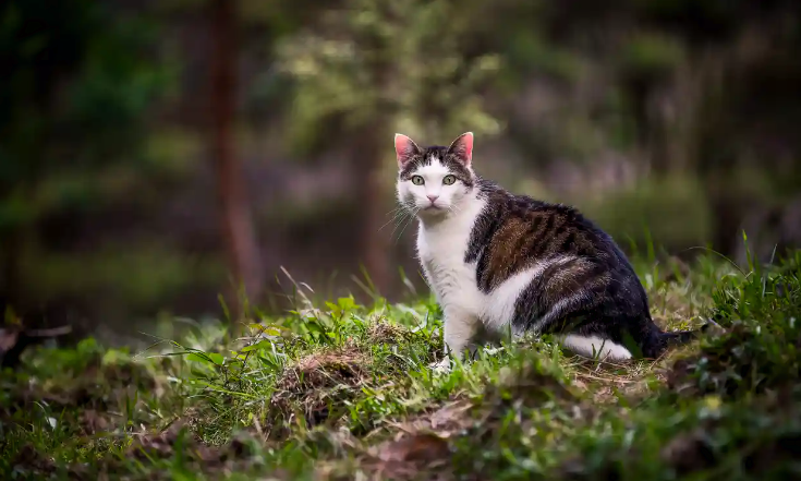 New Zealand Cancels Child Cat-Killing Contest Amid Outcry