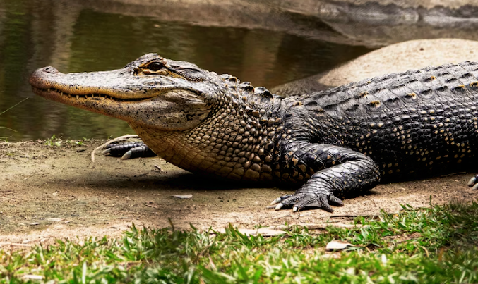 Costa Rica: First Crocodile 'Virgin Birth' Recorded