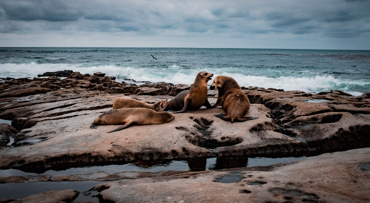 Toxic Algae Kills Hundreds of Animals on California Coast