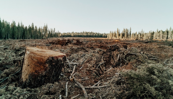 Report: Deforestation Jumped 10% Last Year Despite Global Pledges