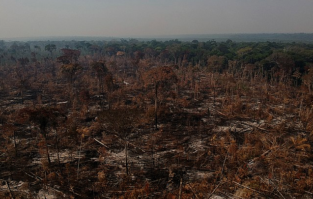 Brazil: Amazon Deforestation Drops Sharply in 2023