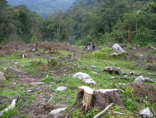 Report: Deforestation in Colombia Dropped by 29%