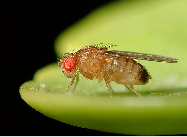 Scientists Induce 'Virgin Birth' in Fruit Flies