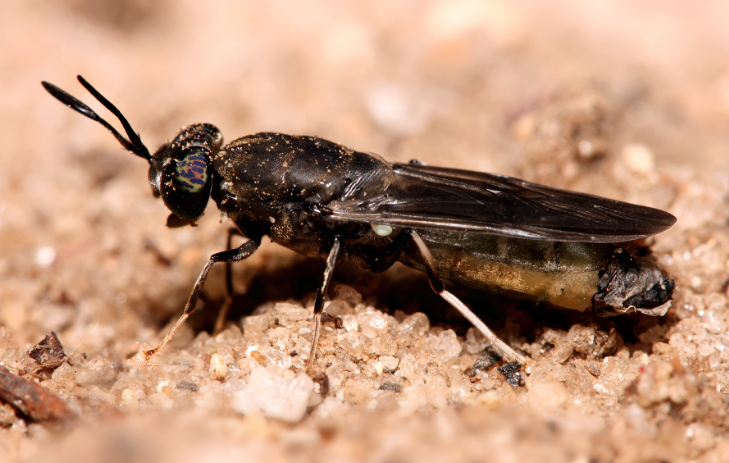 Scientists Turn Fly Carcasses Into Biodegradable Plastic