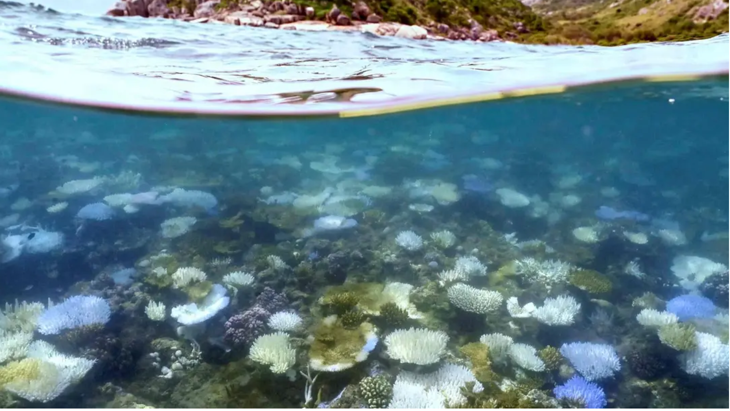 World's Largest Coral Found Near Solomon Islands