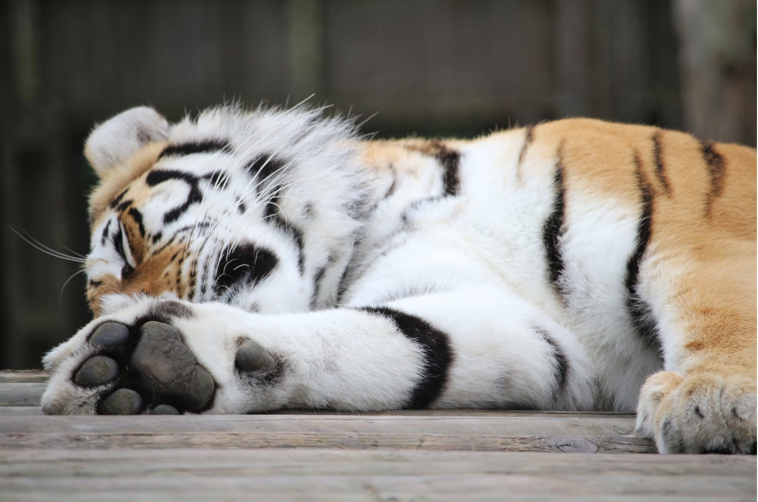 Bird Flu Kills 20 Big Cats at Washington Wildlife Sanctuary