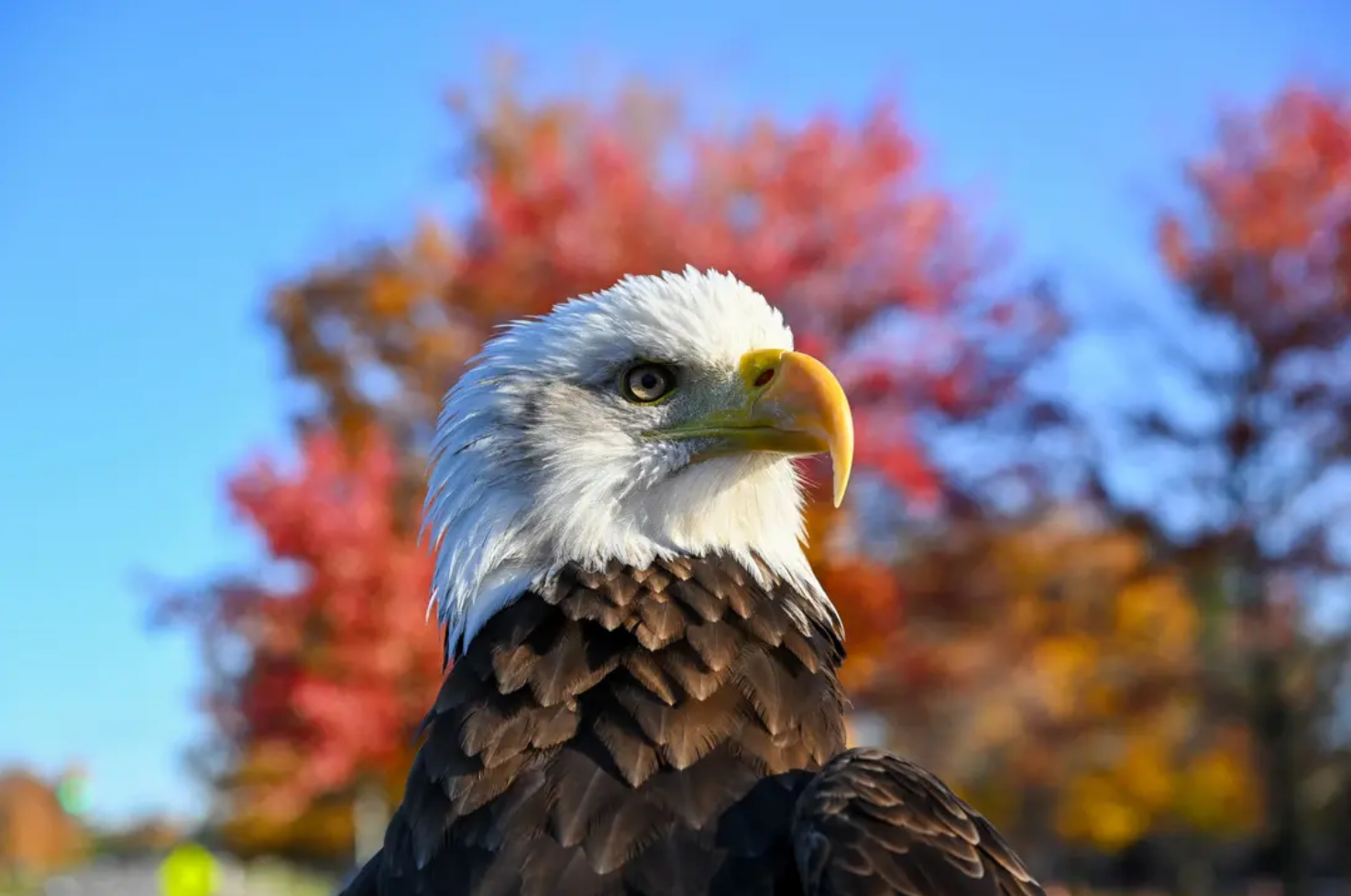 Biden Signs Law Making Bald Eagle Official US National Bird