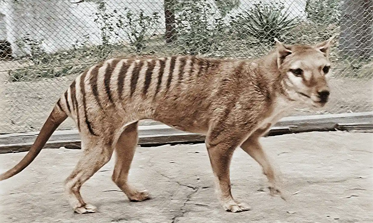 De-extinction Company to Work on Resurrecting Tasmanian Tiger post image