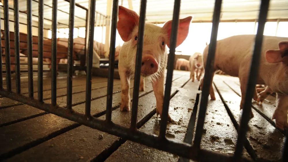 SCOTUS Hears Pork Industry Challenge to Calif. Law post image