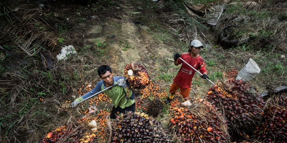 Indonesia to Tighten Palm Oil Exports post image