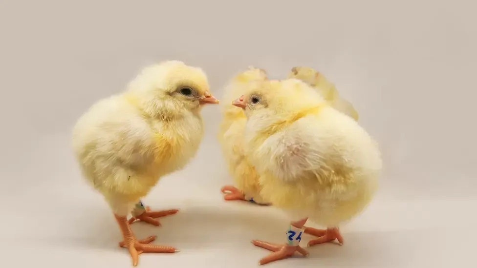 Israel: Gene-Edited Hens Only Lay Female Eggs post image