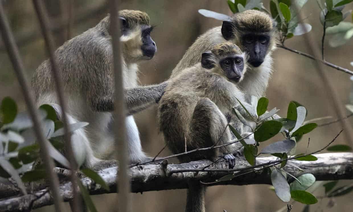Sint Maarten to Cull Entire Vervet Monkeys Population post image