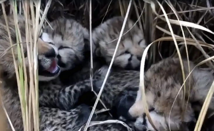 India: Four Cheetah Cubs Born 70 Years After Extinction post image