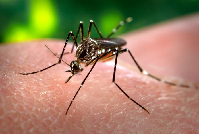 Bangladesh: Dengue 'Epidemic' Kills Over 170 post image
