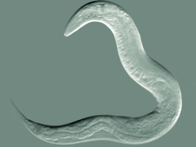 Worm Revived After 46K Years in Siberian Permafrost post image