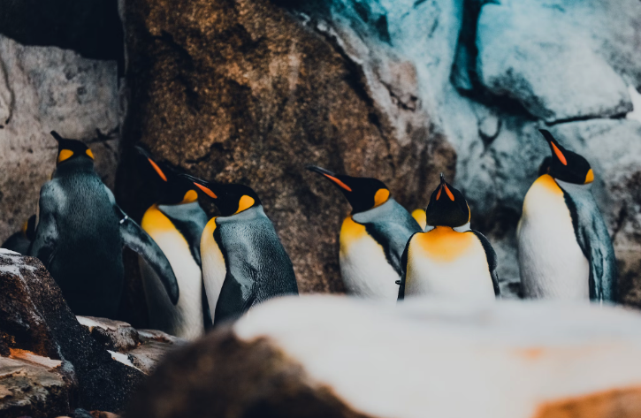 Study: Antarctica's Emperor Penguins Risk 'Quasi-Extinction' post image