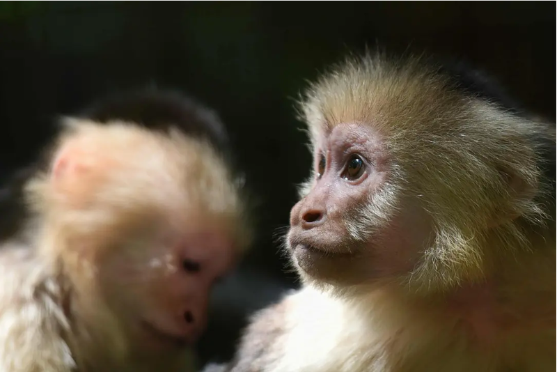 40 Monkeys Escape Facility in South Carolina post image