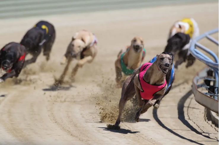 New Zealand to Ban Greyhound Racing post image